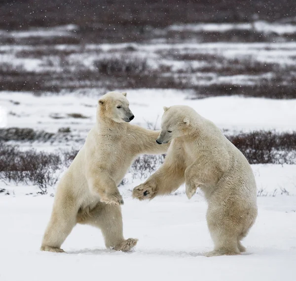 Lední medvědi boj — Stock fotografie