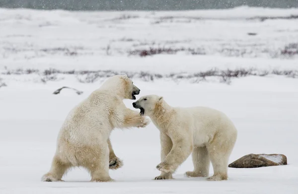 ホッキョクグマの戦い — ストック写真