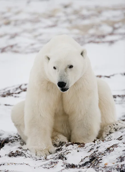 Um urso polar — Fotografia de Stock