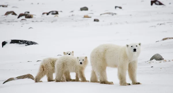 Három jegesmedvék — Stock Fotó