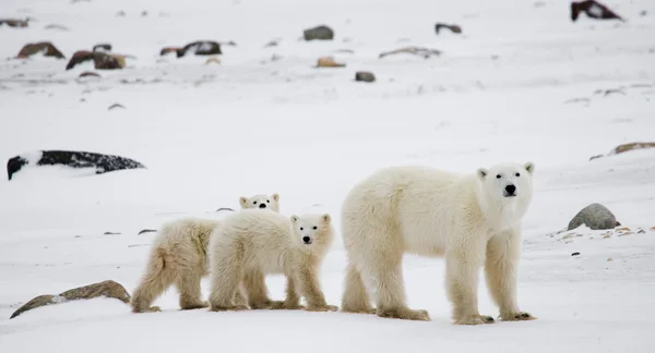 Three polar bears — Stock Photo, Image