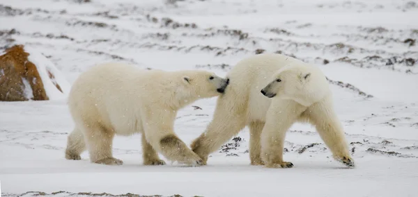 Ours polaires combattant — Photo