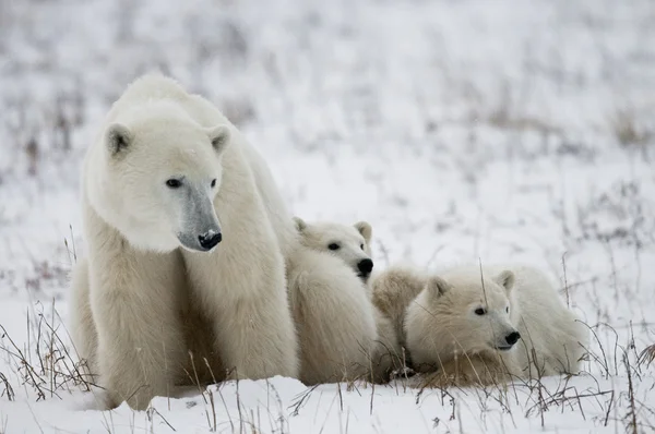 Drie ijsberen — Stockfoto