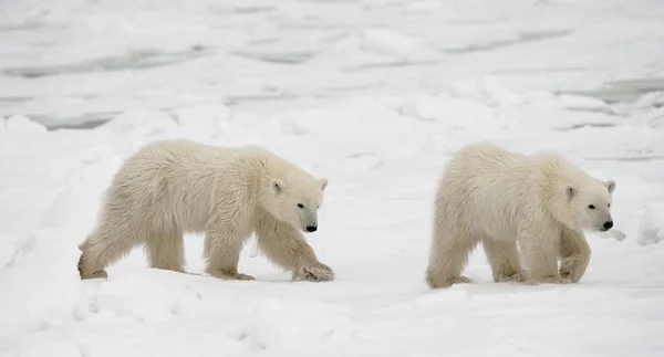 Dwa niedźwiedzie polarne — Zdjęcie stockowe