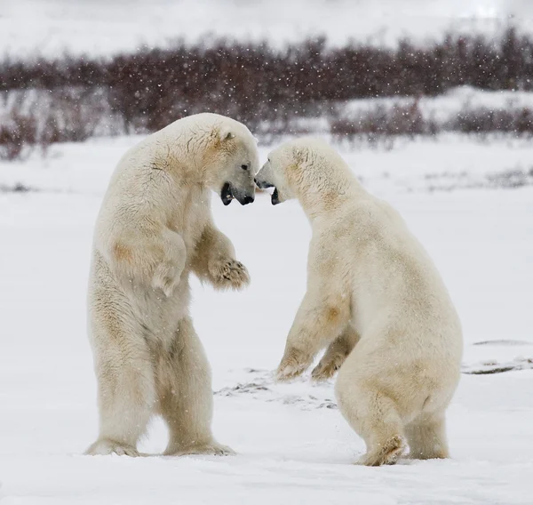 Ours polaires combattant — Photo