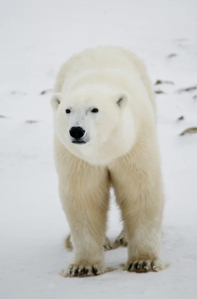 Um urso polar — Fotografia de Stock