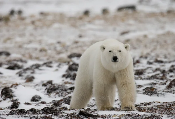 Un ours polaire — Photo