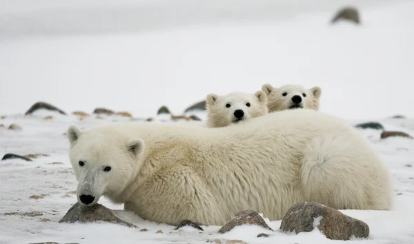 Three polar bears — Stock Photo, Image