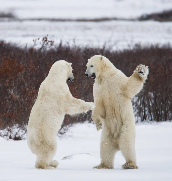 ホッキョクグマの戦い — ストック写真