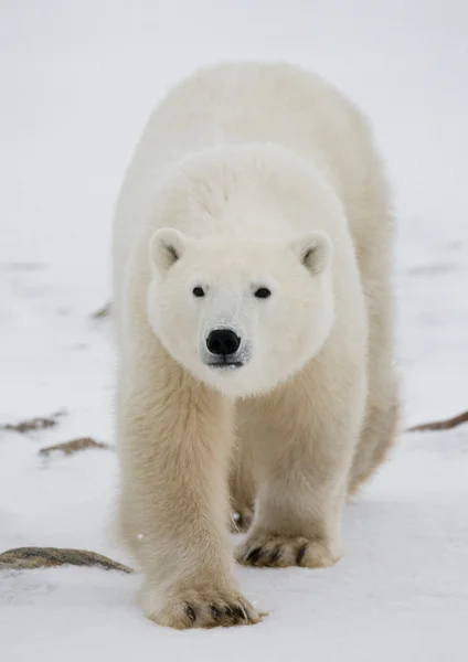 Ein Eisbär — Stockfoto