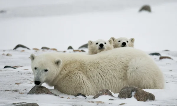三个北极熊 — 图库照片