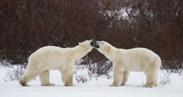 Polar bears elleni küzdelem — Stock Fotó