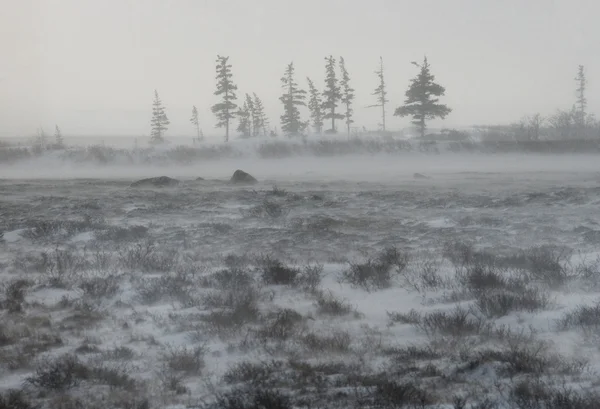 Tundra de invierno congelada —  Fotos de Stock