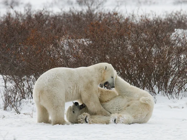 Polar bears fighting — Stock Photo, Image