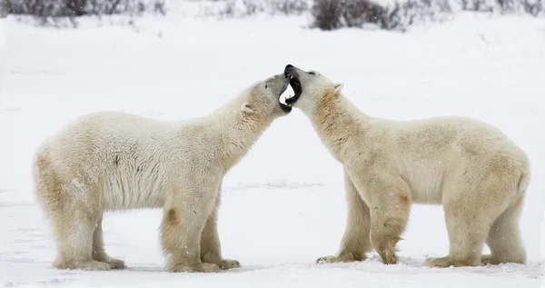 Eisbären kämpfen — Stockfoto