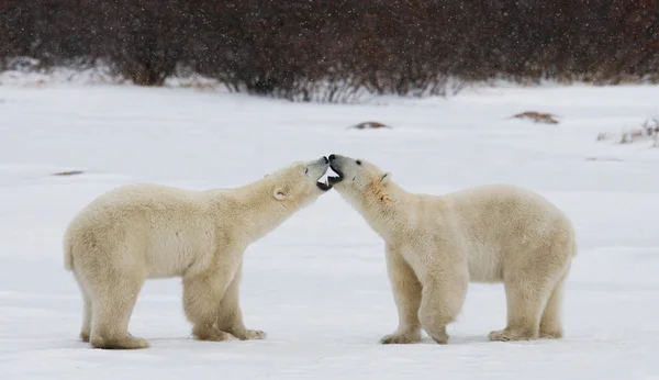 Deux ours polaires — Photo