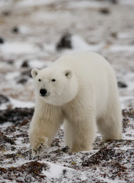 Um urso polar — Fotografia de Stock