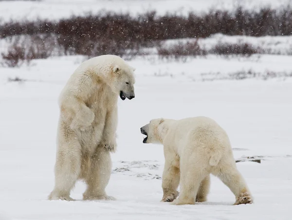 Isbjörnar som kämpar — Stockfoto