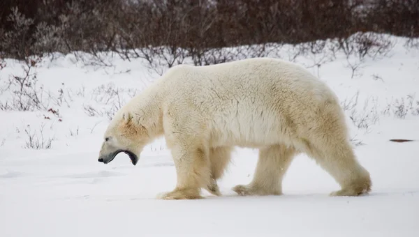 한 북극곰 — 스톡 사진