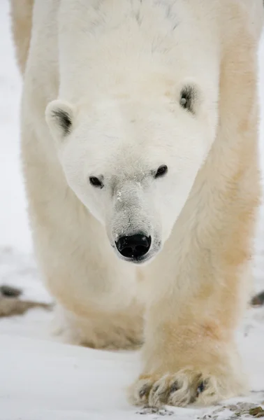 Ein Eisbär — Stockfoto