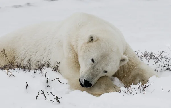 One polar bear — Stock Photo, Image