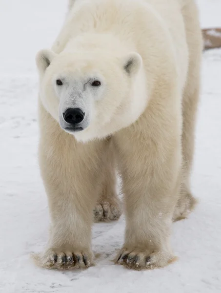 One polar bear — Stock Photo, Image