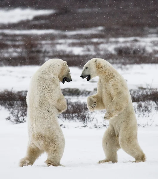 Ijsberen vechten — Stockfoto