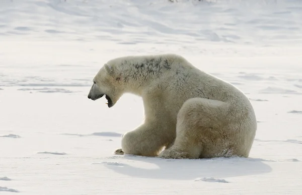 Jeden Miś polarny — Zdjęcie stockowe