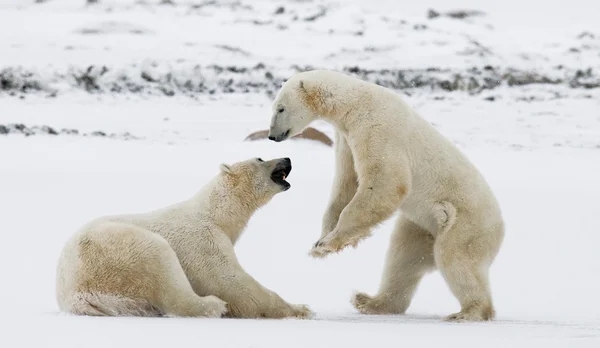 ホッキョクグマの戦い — ストック写真