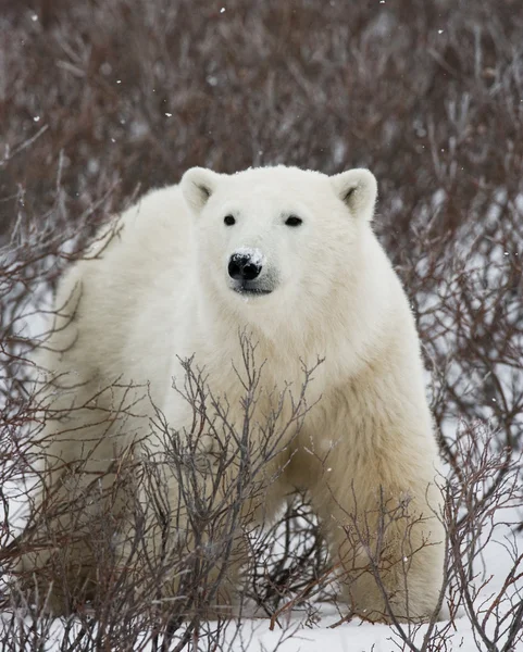 Jeden Miś polarny — Zdjęcie stockowe
