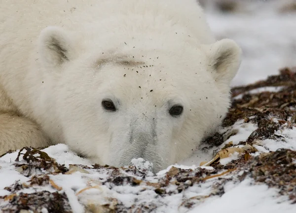 One polar bear — Stock Photo, Image