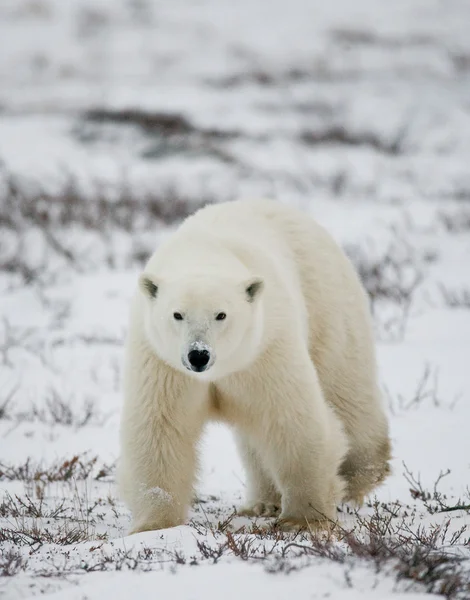 Ein Eisbär — Stockfoto