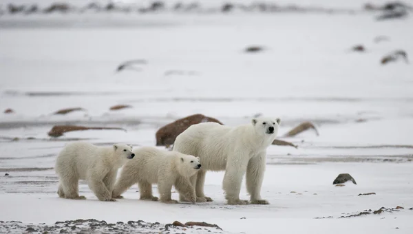 Три белых медведя — стоковое фото