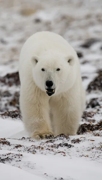 Un oso polar — Foto de Stock