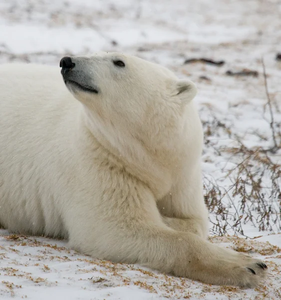 Um urso polar — Fotografia de Stock