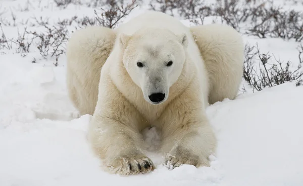 Jeden Miś polarny — Zdjęcie stockowe