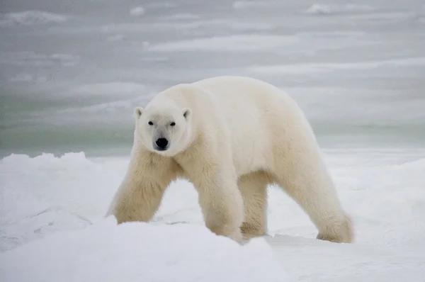 一只北极熊 — 图库照片