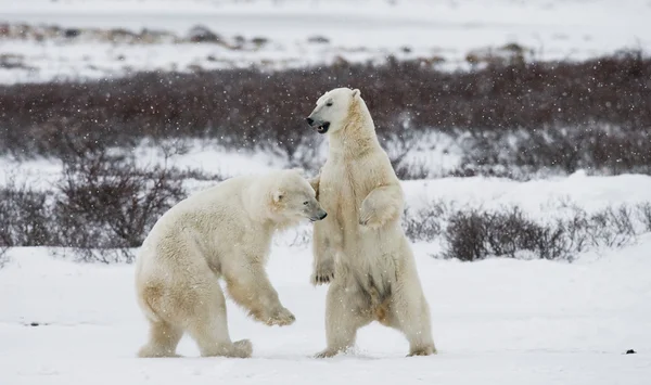 Osos polares luchando —  Fotos de Stock
