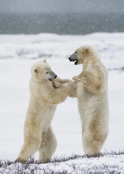 Eisbären kämpfen — Stockfoto