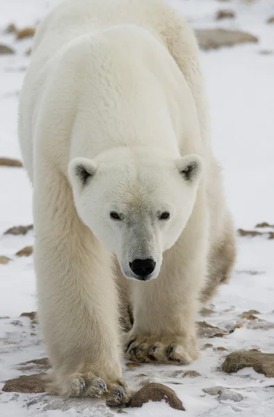 Um urso polar — Fotografia de Stock