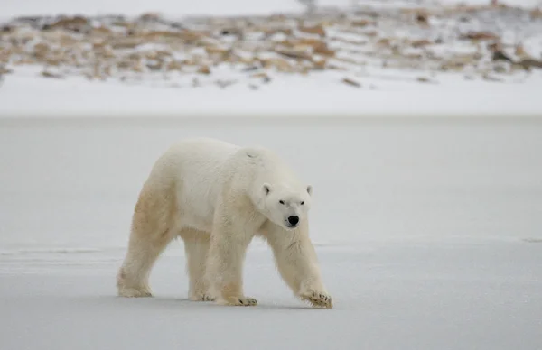 Egy jegesmedve — Stock Fotó