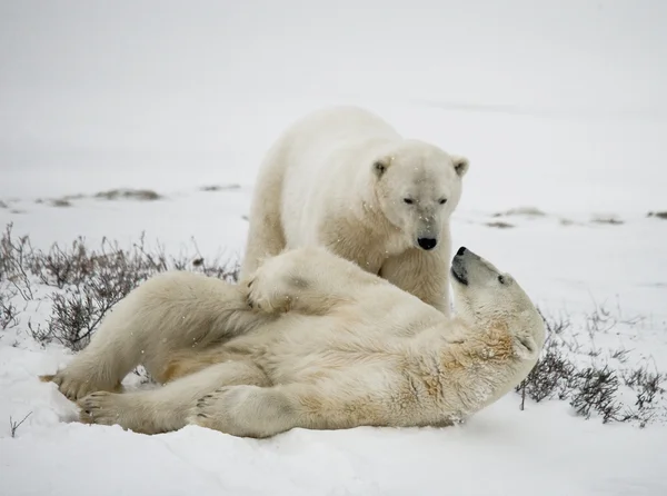 Dos osos polares — Foto de Stock