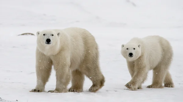 Two polar bears — Stock Photo, Image