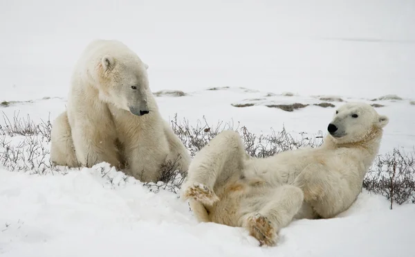 싸움 하는 북극곰 — 스톡 사진