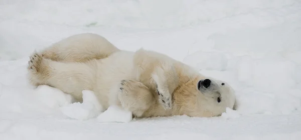 한 북극곰 — 스톡 사진