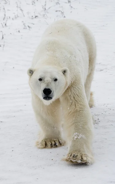 Um urso polar — Fotografia de Stock