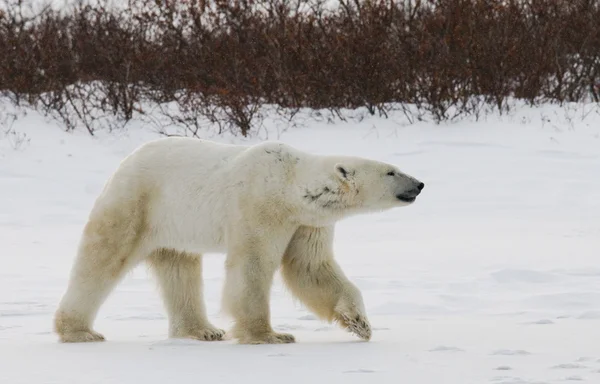 Um urso polar — Fotografia de Stock