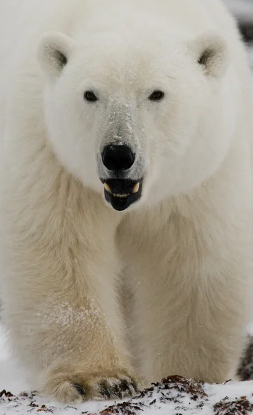 Een ijsbeer — Stockfoto