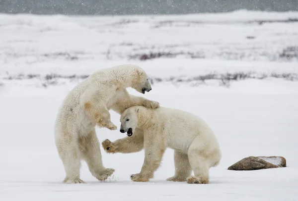 ホッキョクグマの戦い — ストック写真