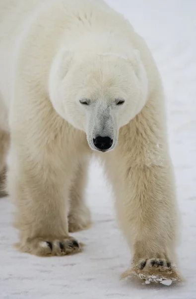 Um urso polar — Fotografia de Stock